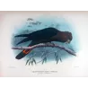 Glossy Cockatoo (*Calyptorhynchus viridis*) – Original lithograph by Goodchild, Mathews (1910–27)