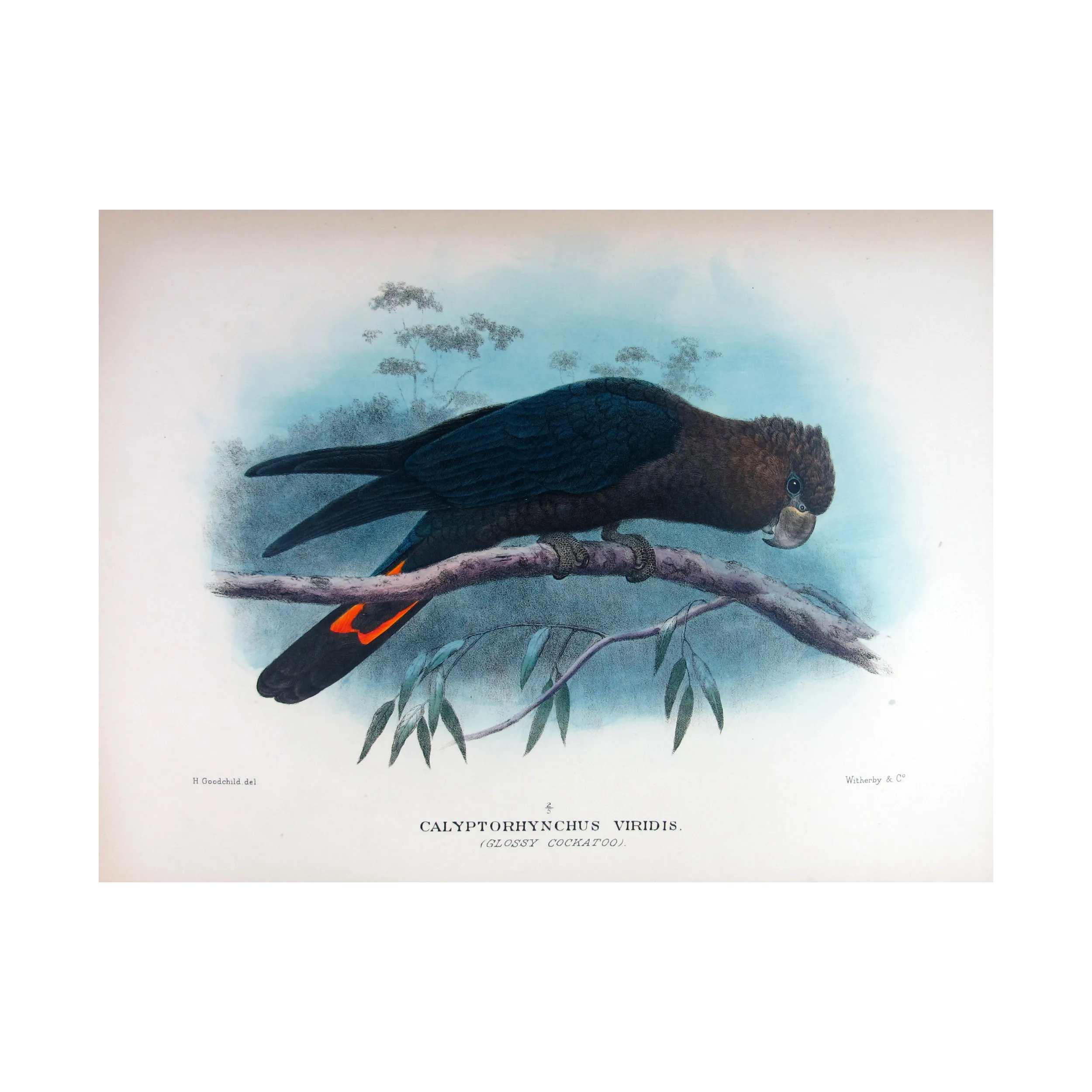 Glossy Cockatoo by H. Goodchild – Rare Australian bird print