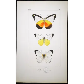 White Butterflies – Antique Hand-Colored Engraving (1835)