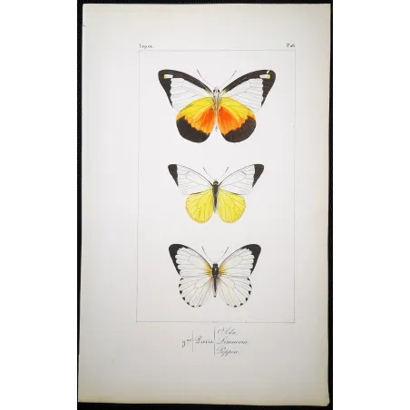 White Butterflies – Antique Hand-Colored Engraving (1835)