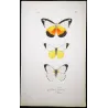 White Butterflies (Pieris ada, Pieris limnoria, Pieris tephra) – Antique Hand-Colored Engraving (1835)