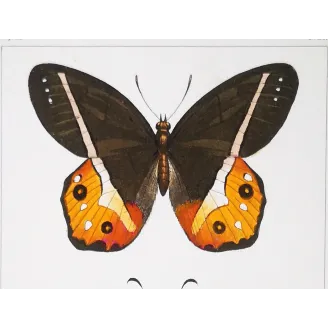Multicolored Butterflies – Antique Hand-Colored Engraving (1835)