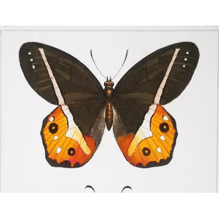 Multicolored Butterflies – Antique Hand-Colored Engraving (1835)