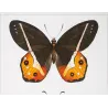 Brush-Footed & Skipper Butterflies (Nereis, Orion, versicolor) – Antique Hand-Colored Engraving (1835)