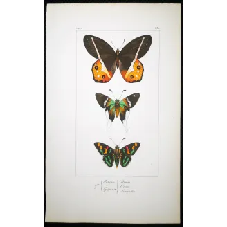 Multicolored Butterflies – Antique Hand-Colored Engraving (1835)