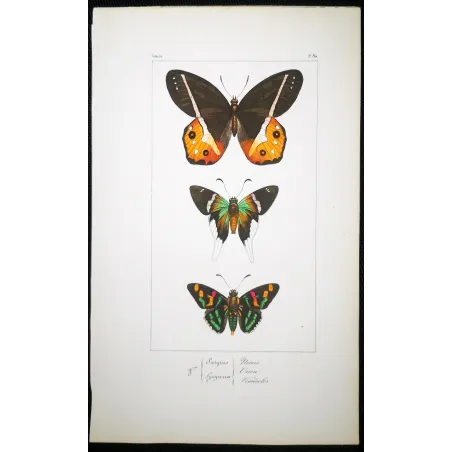 Multicolored Butterflies – Antique Hand-Colored Engraving (1835)