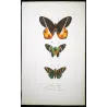 Brush-Footed & Skipper Butterflies (Nereis, Orion, versicolor) – Antique Hand-Colored Engraving (1835)