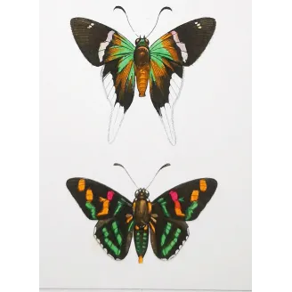 Multicolored Butterflies – Antique Hand-Colored Engraving (1835)