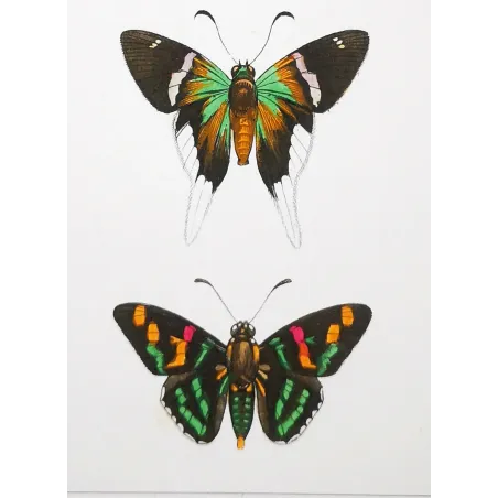 Multicolored Butterflies – Antique Hand-Colored Engraving (1835)