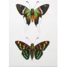 Brush-Footed & Skipper Butterflies (Nereis, Orion, versicolor) – Antique Hand-Colored Engraving (1835)