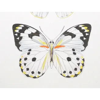 White Butterflies – Antique Hand-Colored Engraving (1835)