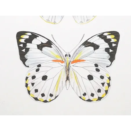 White Butterflies – Antique Hand-Colored Engraving (1835)