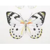 White Butterflies (Pieris phaloe, Pieris paulina, Pieris calypso) – Antique Hand-Colored Engraving (1835)