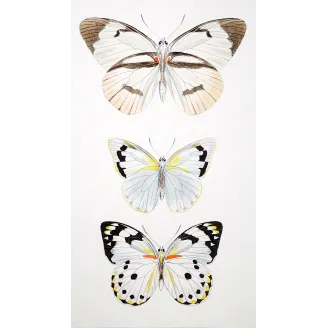 White Butterflies – Antique Hand-Colored Engraving (1835)