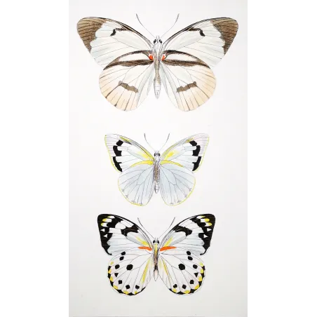 White Butterflies – Antique Hand-Colored Engraving (1835)