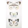 White Butterflies (Pieris phaloe, Pieris paulina, Pieris calypso) – Antique Hand-Colored Engraving (1835)