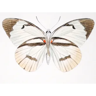 White Butterflies – Antique Hand-Colored Engraving (1835)