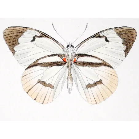 White Butterflies – Antique Hand-Colored Engraving (1835)
