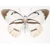 White Butterflies (Pieris phaloe, Pieris paulina, Pieris calypso) – Antique Hand-Colored Engraving (1835)