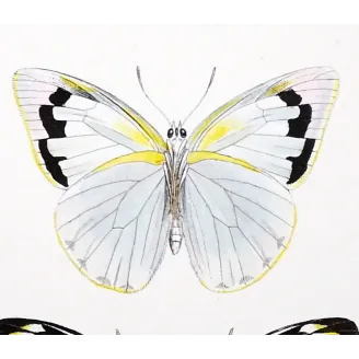 White Butterflies – Antique Hand-Colored Engraving (1835)
