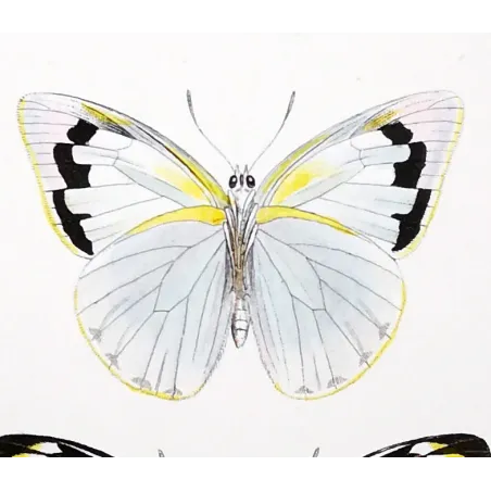 White Butterflies – Antique Hand-Colored Engraving (1835)