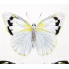 White Butterflies (Pieris phaloe, Pieris paulina, Pieris calypso) – Antique Hand-Colored Engraving (1835)