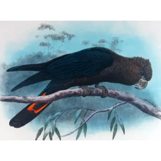 Glossy Cockatoo by H. Goodchild – Rare Australian bird print