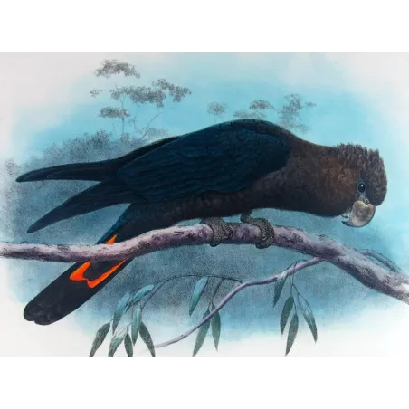 Glossy Cockatoo by H. Goodchild – Rare Australian bird print