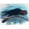 Glossy Cockatoo (*Calyptorhynchus viridis*) – Original lithograph by Goodchild, Mathews (1910–27)