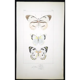 White Butterflies – Antique Hand-Colored Engraving (1835)