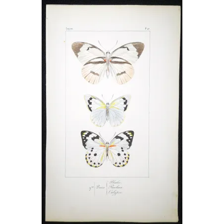 White Butterflies – Antique Hand-Colored Engraving (1835)