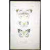 White Butterflies (Pieris phaloe, Pieris paulina, Pieris calypso) – Antique Hand-Colored Engraving (1835)