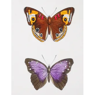 Red & Violet Butterflies – Antique Hand-Colored Engraving (1835)