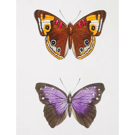 Red & Violet Butterflies – Antique Hand-Colored Engraving (1835)