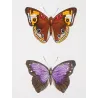 Brush-Footed Butterflies (Vanessa, Eurybia, Biblis) – Antique Hand-Colored Engraving (1835)