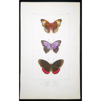 Red & Violet Butterflies – Antique Hand-Colored Engraving (1835)