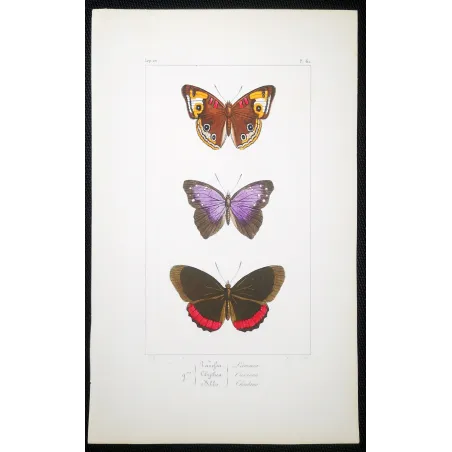 Red & Violet Butterflies – Antique Hand-Colored Engraving (1835)