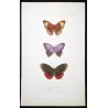 Brush-Footed Butterflies (Vanessa, Eurybia, Biblis) – Antique Hand-Colored Engraving (1835)