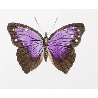 Red & Violet Butterflies – Antique Hand-Colored Engraving (1835)
