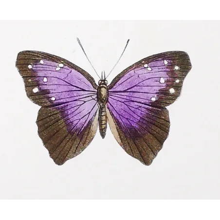 Red & Violet Butterflies – Antique Hand-Colored Engraving (1835)