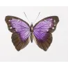 Brush-Footed Butterflies (Vanessa, Eurybia, Biblis) – Antique Hand-Colored Engraving (1835)