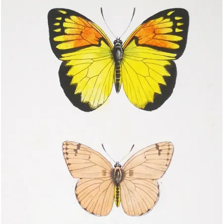 Orange-Tip Butterflies – Antique Hand-Colored Engraving (1835)
