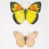 Orange-Tip Butterflies (Anthocharis venilia, fausta, eupompe) – Antique Hand-Colored Engraving (1835)