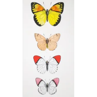 Orange-Tip Butterflies – Antique Hand-Colored Engraving (1835)