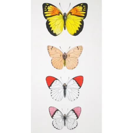 Orange-Tip Butterflies – Antique Hand-Colored Engraving (1835)