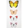 Orange-Tip Butterflies (Anthocharis venilia, fausta, eupompe) – Antique Hand-Colored Engraving (1835)