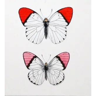 Orange-Tip Butterflies – Antique Hand-Colored Engraving (1835)