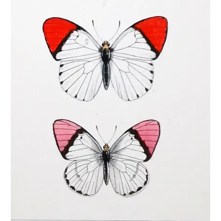 Orange-Tip Butterflies – Antique Hand-Colored Engraving (1835)