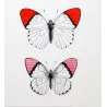 Orange-Tip Butterflies (Anthocharis venilia, fausta, eupompe) – Antique Hand-Colored Engraving (1835)