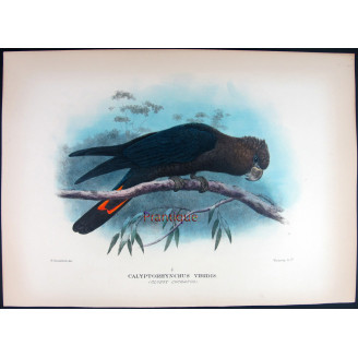Glossy Cockatoo by H. Goodchild – Rare Australian bird print